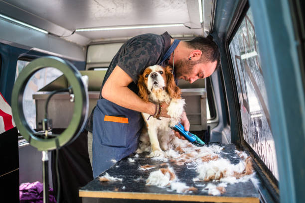 Professional mobile grooming van interior